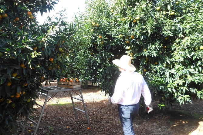 Mandarina Farming Tour With Food and Drink Tasting in Albania - Additional Information