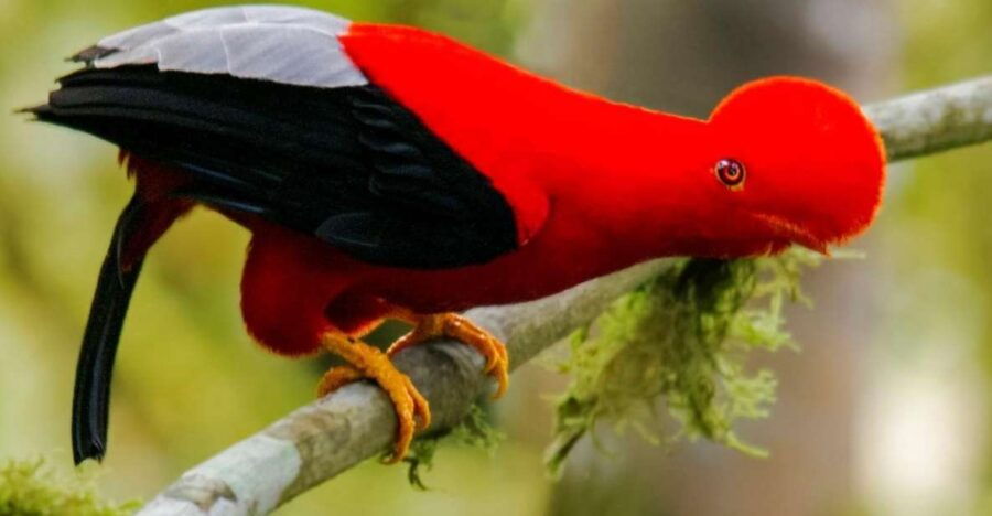 Manu Jungle Excursion 3D Cloud Forest, Night Hike - Experience Highlights