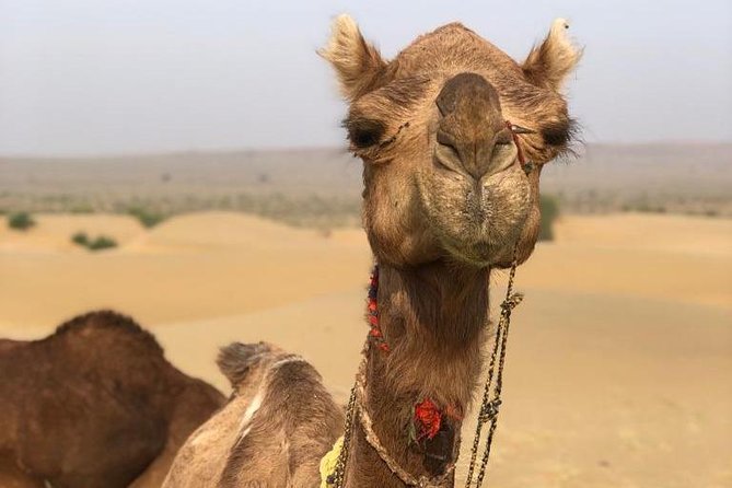 Non Touristic Half Day Camel Safari Thar Desert Sunset - Unique Desert Experience Away From Crowds