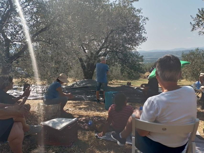 Olive Oil Tasting With Seminar in Metaggitsi - Halkidiki. - Good To Know