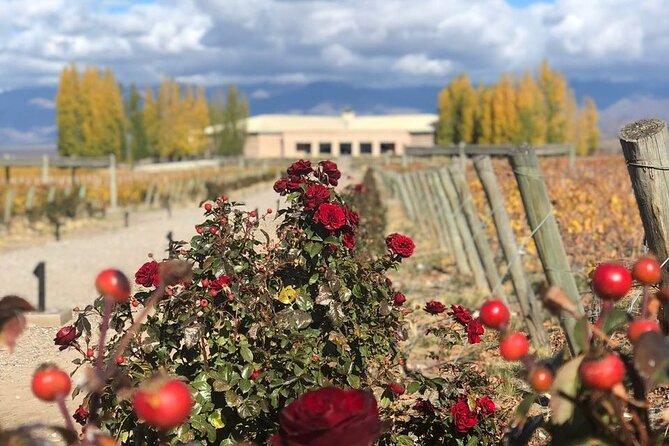 One Day Grapes on the Edge. Uco Valley Wine Tour - Tour Overview