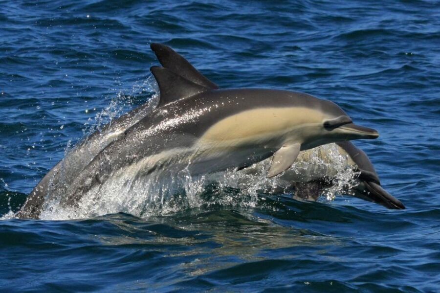 Plettenberg Bay: Dolphin & Marine Tours