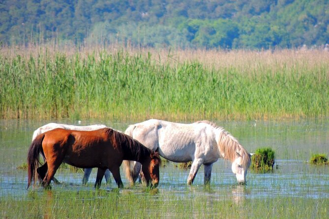 Podgorica Historic, Safari and Winery Tour - Skadar Lake and River Crnojevica - The Sum Up