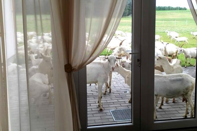 Private Day Tour From Vilnius to Goat Cheese Farm and Kernave Historical Capital - Accessibility