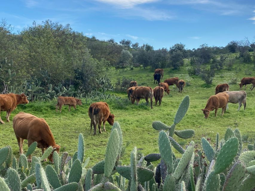 Private Road Trip, Eastern Algarve: History & Magical Nature