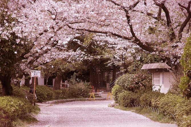 Private Unique Kobe Cherry Blossom Sakura Experience - Meeting & Pickup