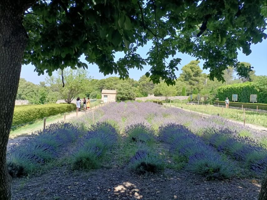 Provencal Elegance: Lavender, Olive Oil, and Wine Odyssey