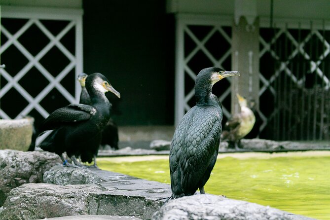 Royal Fishermens Restaurant and Cormorant Fishing Tour - Price and Booking