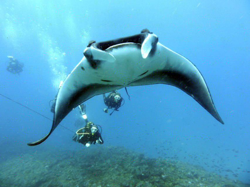 Santa Maria: Half-Day Diving Trip in Sal With Pickup