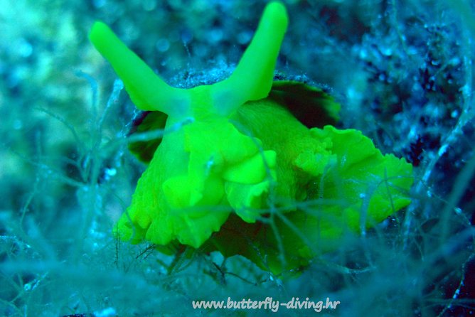 Snorkeling Tour Makarska Riviera, Islands of Hvar or Brač - Snorkeling Equipment and Refreshments