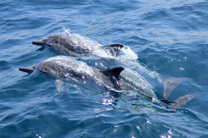 Thrilling Dolphin Encounter: Vrsars Aquatic Safari - Dolphin Encounter Highlights