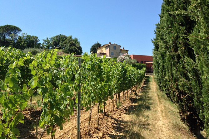 Vineyard Visit With Local Appetisers and Wine Tasting - Vineyard Location and Experience