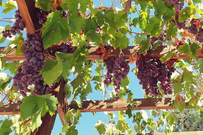 Vino Venture: Explore With a Local - Troodos Mountains Thru Wine! - Tour Experience