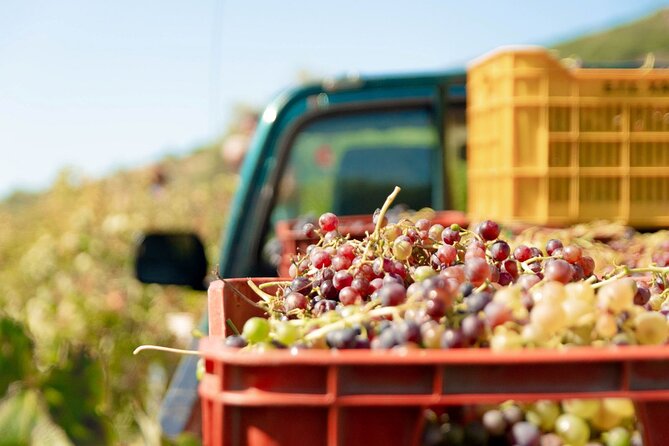 Wine Cellar & Tasting in Montevideo With Outstanding Lunch - Pickup Details
