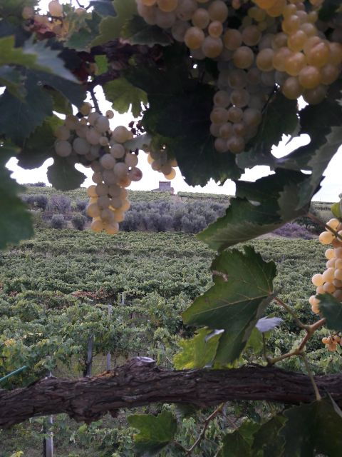 WINE TOUR AND WINE TASTING - Good To Know