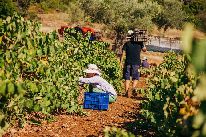 Winery Tour and Tasting in Zakynthos With the Winemaker - Booking Details