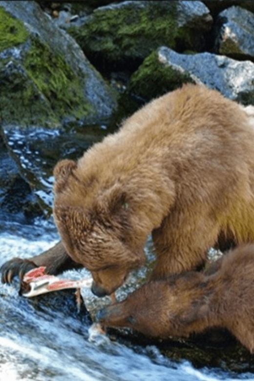 Wrangell: Anan Bear and Wildlife Viewing Adventure