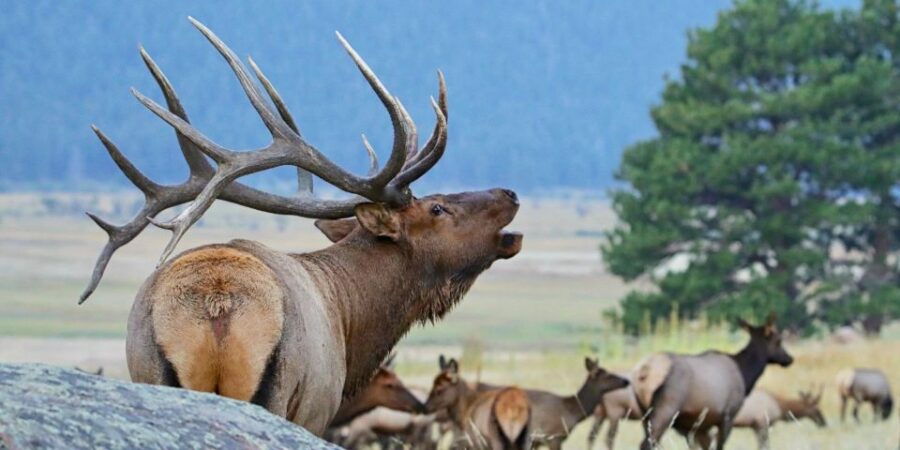 3/4 Day RMNP Mtn to Sky+Bear Lake Rd Tour-RMNPhotographer