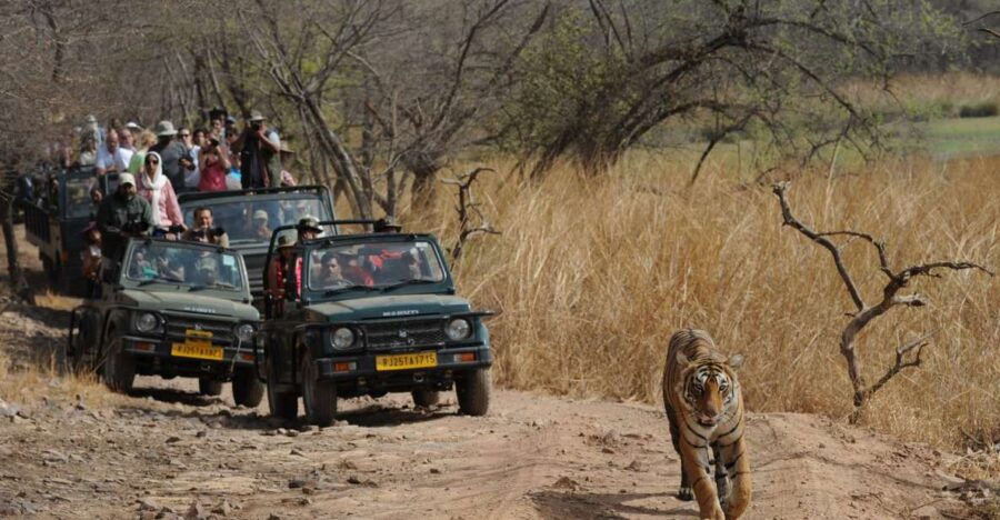 3 Days Jaipur Tour With Ranthambore National Park - Good To Know