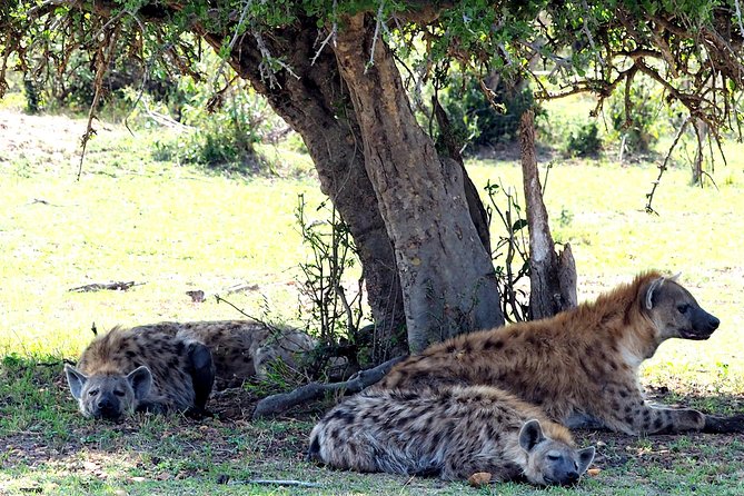 3 Days Masai Mara Camping Safari - Day 3 Itinerary