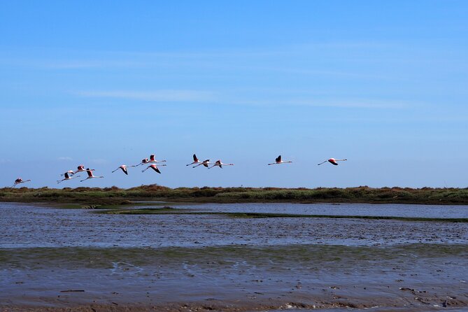 3-Hour Boat Trip and Birdwatching in the Tagus Estuary - Good To Know