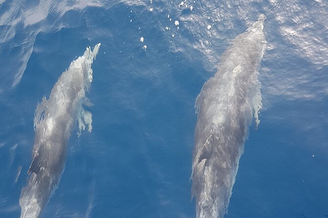 3-Hour Excursion to Puerto Colón Adeje to See Whales