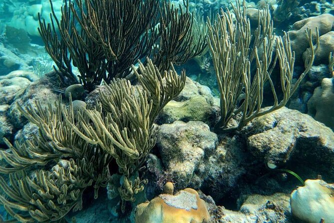 3-Hour Guided Jet Ski Snorkeling Tour on San Pedro Barrier Reef