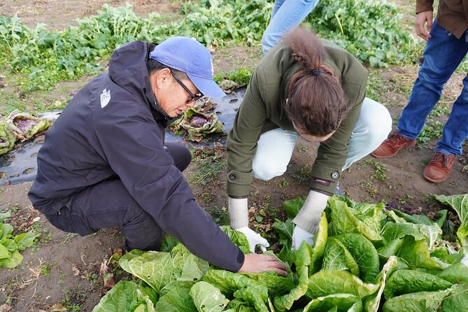 3 Hours Vegetables Harvest Activity in Jumonji Village - Good To Know