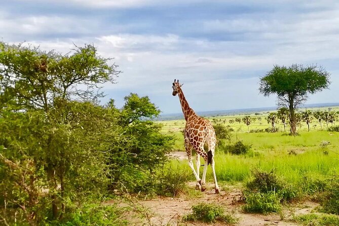 3 Days Murchison Falls National Park Safari & Rhino Tracking - Frequently Asked Questions