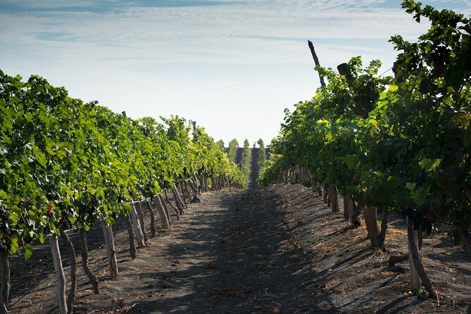 3-Hour Vineyard Wine Tour With Tasting - Cancellation Policy