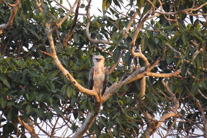 4-Day Trip: Cuyabeno Amazon Experience - Wildlife Encounters