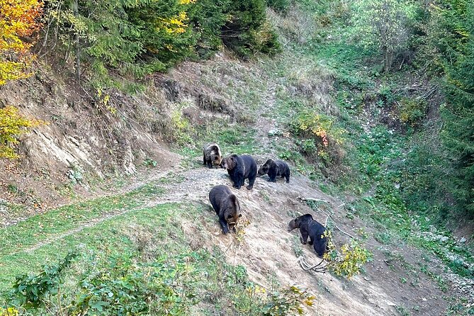 Bear Watching In Brasov: Observe Wild Bears From A Hideout - Cancellation Policy Details