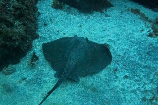 Boat Trip Islet of Goats+Snorkeling+Scuba Diving - Inclusions and Exclusions