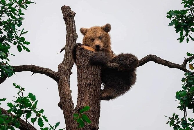 Brown Bear Sanctuary Tour From Brasov Entrance Ticket Guaranteed - Tour Highlights