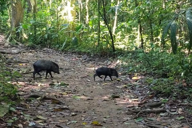 Corcovado National Park Overnight Tour-One Night at Sirena Station - Tour Overview