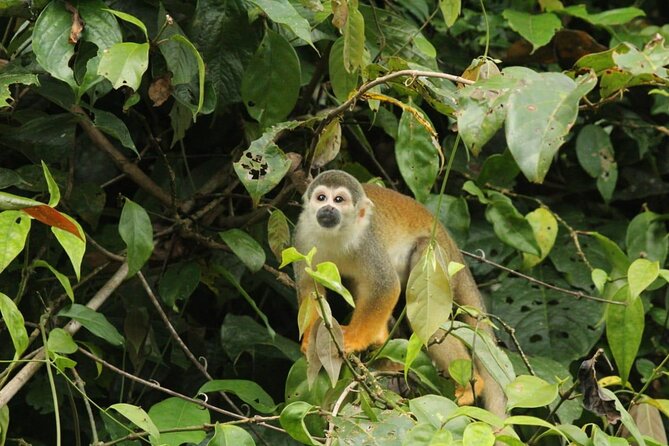 Cuyabeno Wildlife Reserve 4 Days 3 Nights - Itinerary Overview