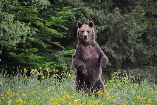 Day Trip & Bear Watching in the Land of Volcanoes - Additional Information