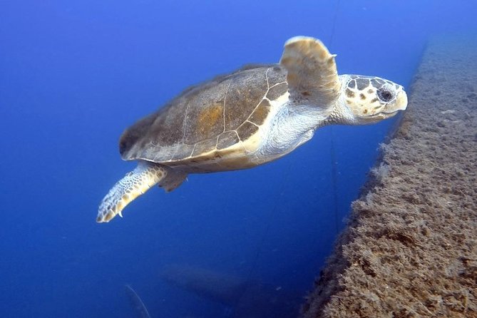 Discover Scuba Diving (2 Dives & Photos) - Inclusions and Restrictions