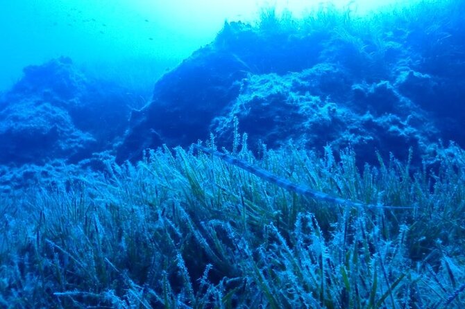 Discover Scuba Diving in the Akamas Latchi - The Sum Up