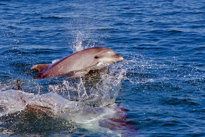 Dolphin Search - Dolphin Quest - Additional Information
