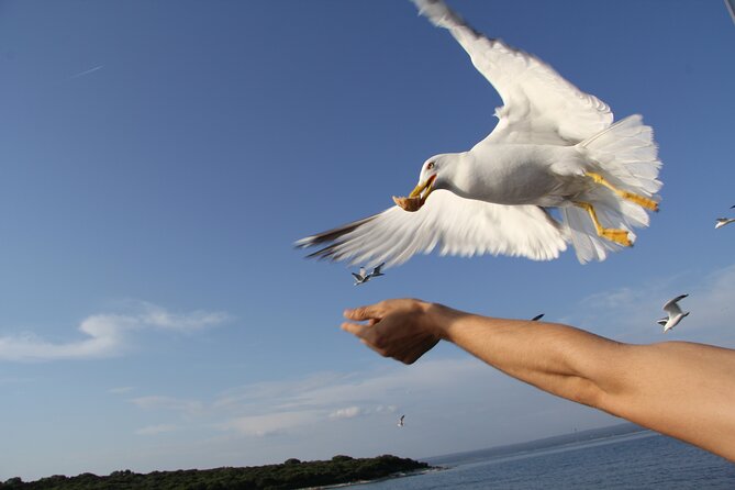 Dolphin Watching Sunset Boat Trip in Pula With Dinner - Additional Information