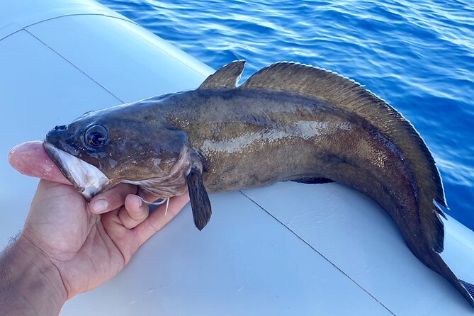 FISHING TOUR to Brac and Solta Island - Half Day FISHING Experience - Directions