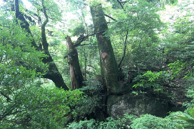 Forest Walk - Cancellation Policy