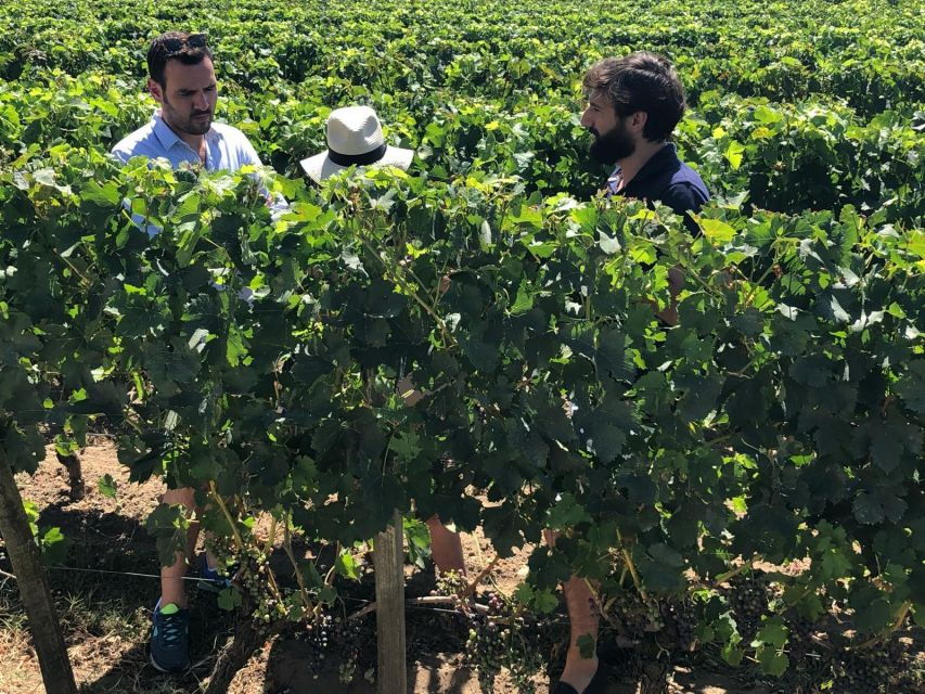 2 Best Wine Tours In Pomerol