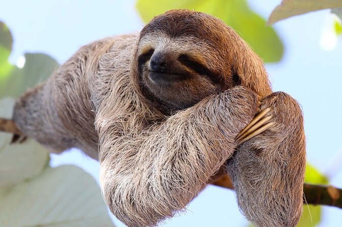 Full-Day Sloth and Rio Celeste Waterfall/Private SUV+Nature Guide - Cancellation Policy