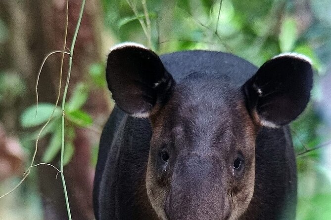 Full Day Tour Corcovado National Park. - Additional Tour Info