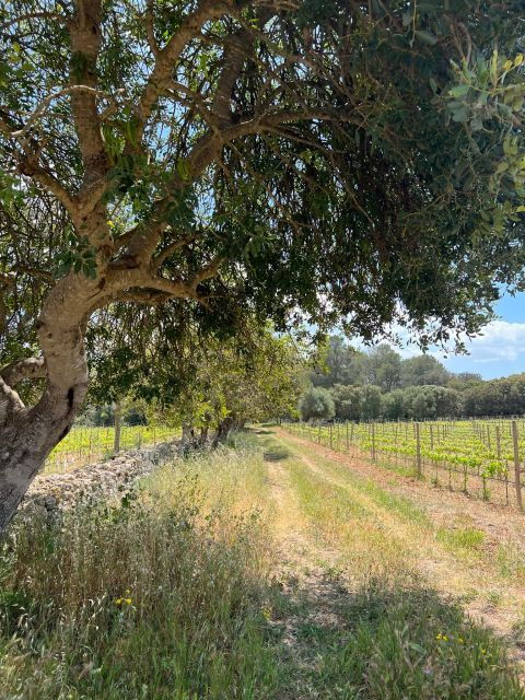 Full Day Tour: E-scooter and Wine Experience Mallorca - Inclusions