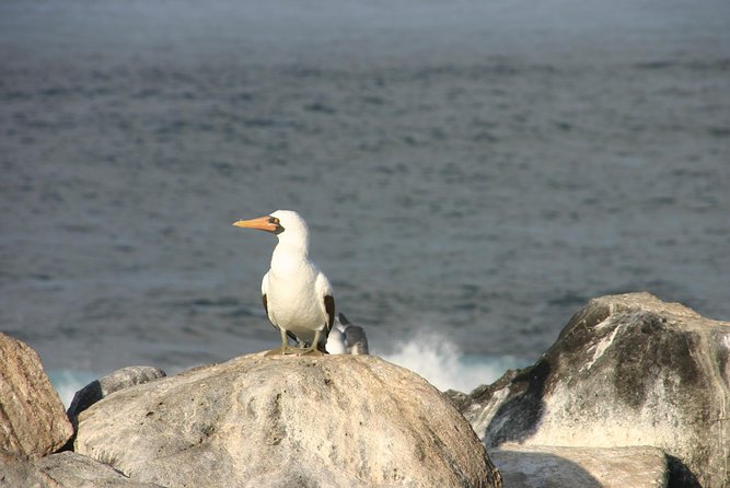 Galapagos Islands Airport Departure Transfer - Customer Reviews and Feedback