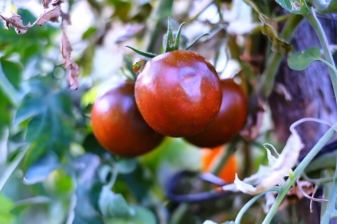 Gastronomical Amalfi Coast Hike With Cooking Class - Cooking Class Location and Weather Rescheduling