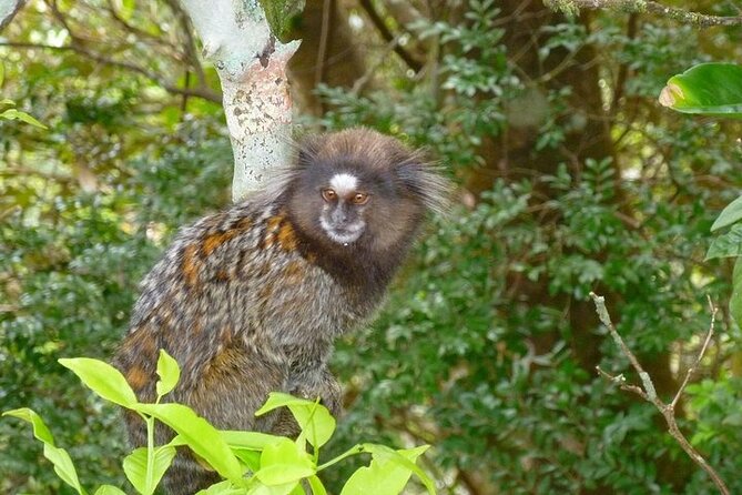 Guided Tour in Tijuca Forest With Transfer - Important Details to Note